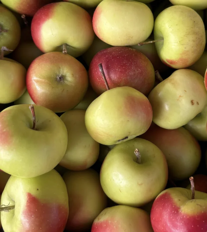 A pile of ripe red and green apples